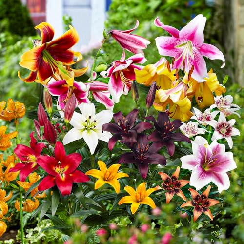Lilien Zwiebeln Winterhart Mehrjährig - Budget Kollektion (mindestens 10 Sorten) - Blumenzwiebeln Mix aus Holland - Für Garten und Topf (große Knollen, kein Samen, nicht künstlich)