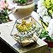 NCYP Opened Geometric Glass Terrarium, 6.69