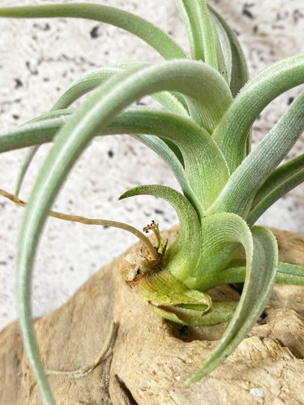 Amazon.co.jp: Frontier Plants現品チランジアアエ T. aeA ブロメリア