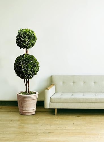 Miniatura 3 de Serene Spaces Living Topiario de bola de boj doble preservada en maceta, boj en macetas, planta preservada para decoración de mesa de boj, centro de
