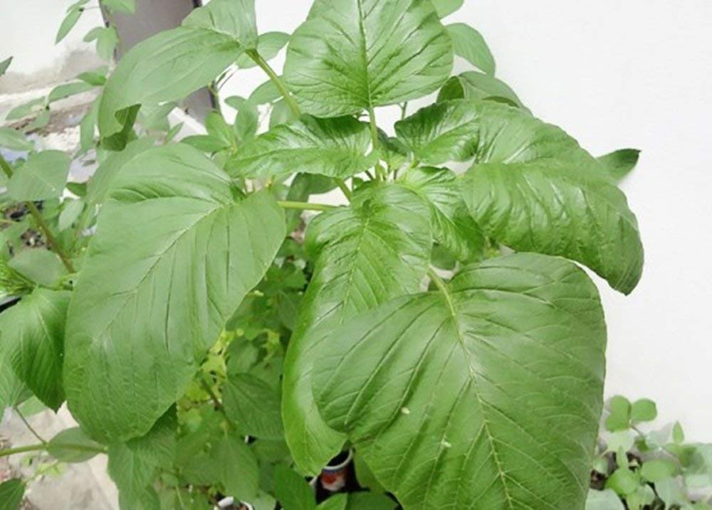 Buy Jamaican Callaloo , (Edible Amaranth) Real Jamaican Heirloom Online