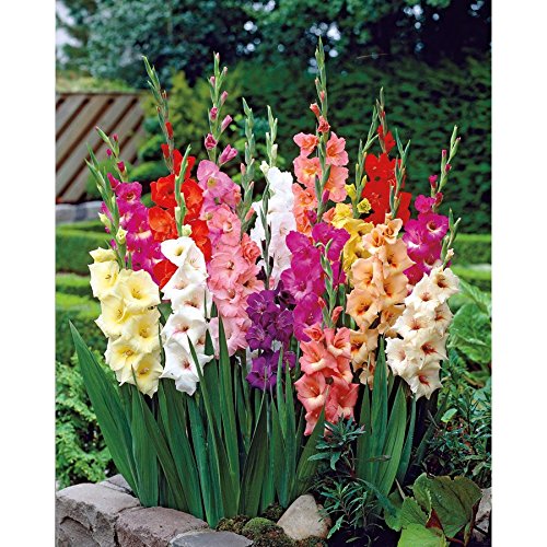 Indica GladiolusGladioliBulbsFlowers Bulbs 100 Pack by super agri