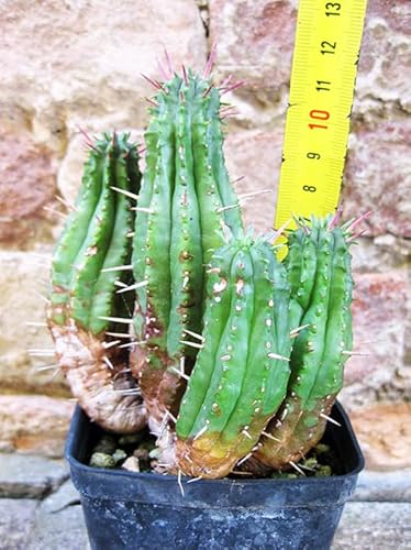 Geosism & Nature Euphorbia ferox caespitosa 12 cm, Cactus, pianta grassa