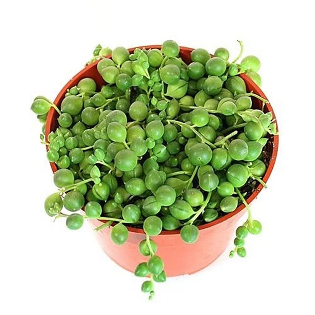 See full amazon price history chart for OhhSome Succulent Plant Hanging Plants| Live String-Of-Pearls With Pot Bluish Grey-Green (Healthy Plant) OhhSome Succulent Plant Hanging Plants| Live String-Of-Pearls With Pot Bluish Grey-Green (Healthy Plant) (B09K4FCNL8) Amazon Price History, Amazon Price Tracker