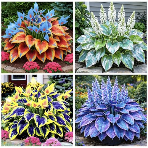 315+ Perennial Mix Color Hosta Seeds for Planting in Outdoor Garden - Shade Tolerant Plant...