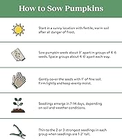 Vista 2 de Burpee Semillas de Calabaza Connecticut 50 semillas