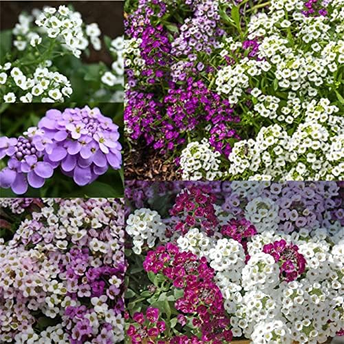 OHXSM Mixed Colors 1000 Seeds Sweet Alyssum Mixed - Lobularia Maritima - Groundcover
