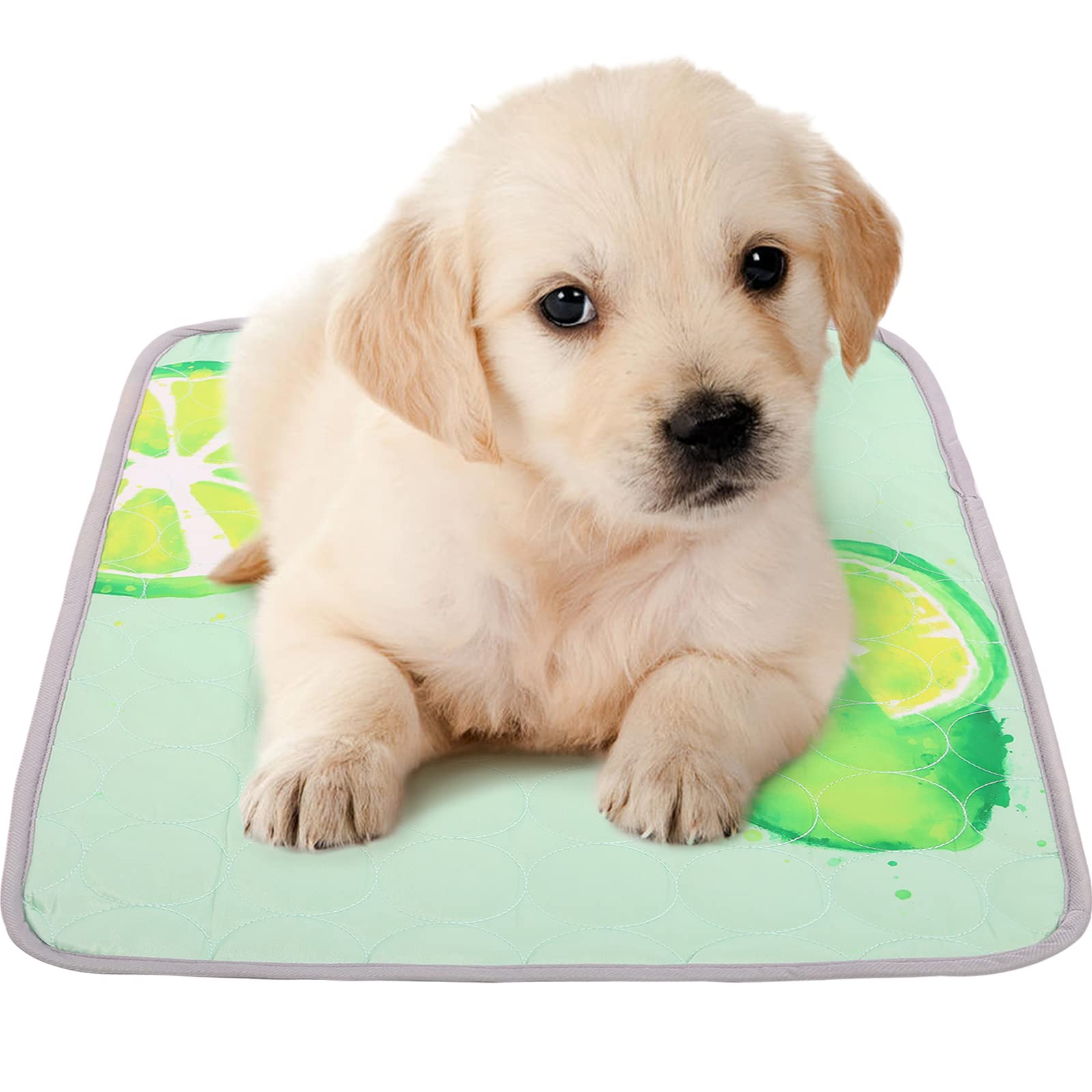 Can Dogs Freeze In A Car