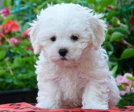 Amazon マルチーズ犬 フルラウンドドリル 大人と子供のためのダイヤモンド塗装キット 犬 針仕事クロスステッチセット ダイヤモンド塗装 動物 5dpicture家の装飾 60x80cm 刺しゅうキット 通販