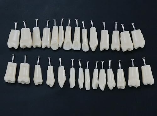 Miniatura 4 de 32 piezas de dientes Typodont extraíbles para dientes Typodont modelo compatible con Kilgore Nissin práctica dental y enseñanza (28 dientes)