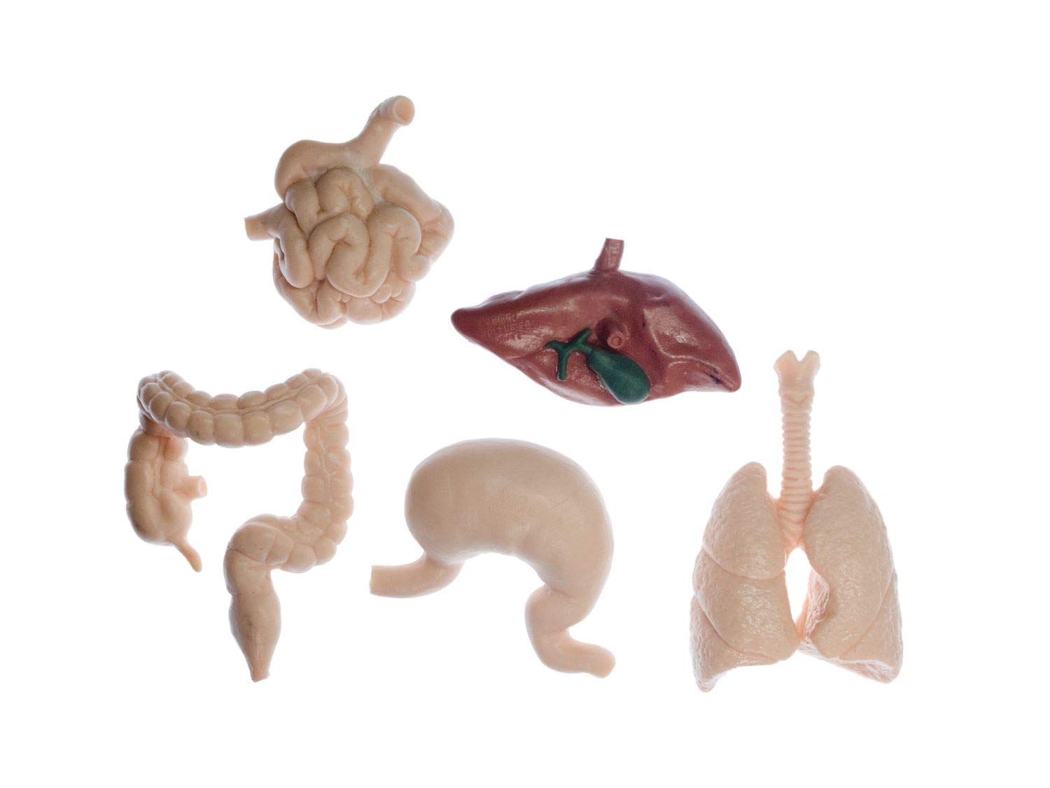 Organes fixés Miniblings détails précis d'estomac et poumon x50 - 6