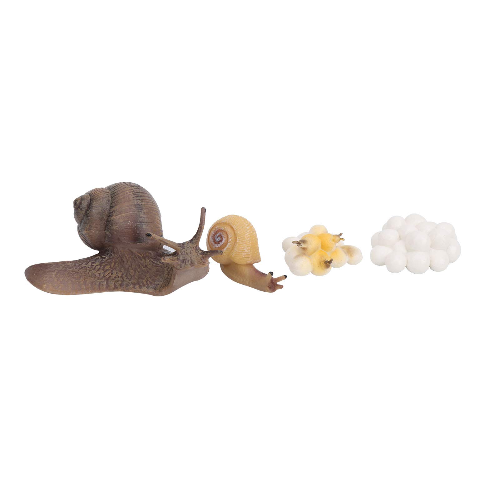 Alomejor Snail Growth Cycle Model, Life Cycle Figures for Kids Science Education Toy, with Miniature Garden Decoration