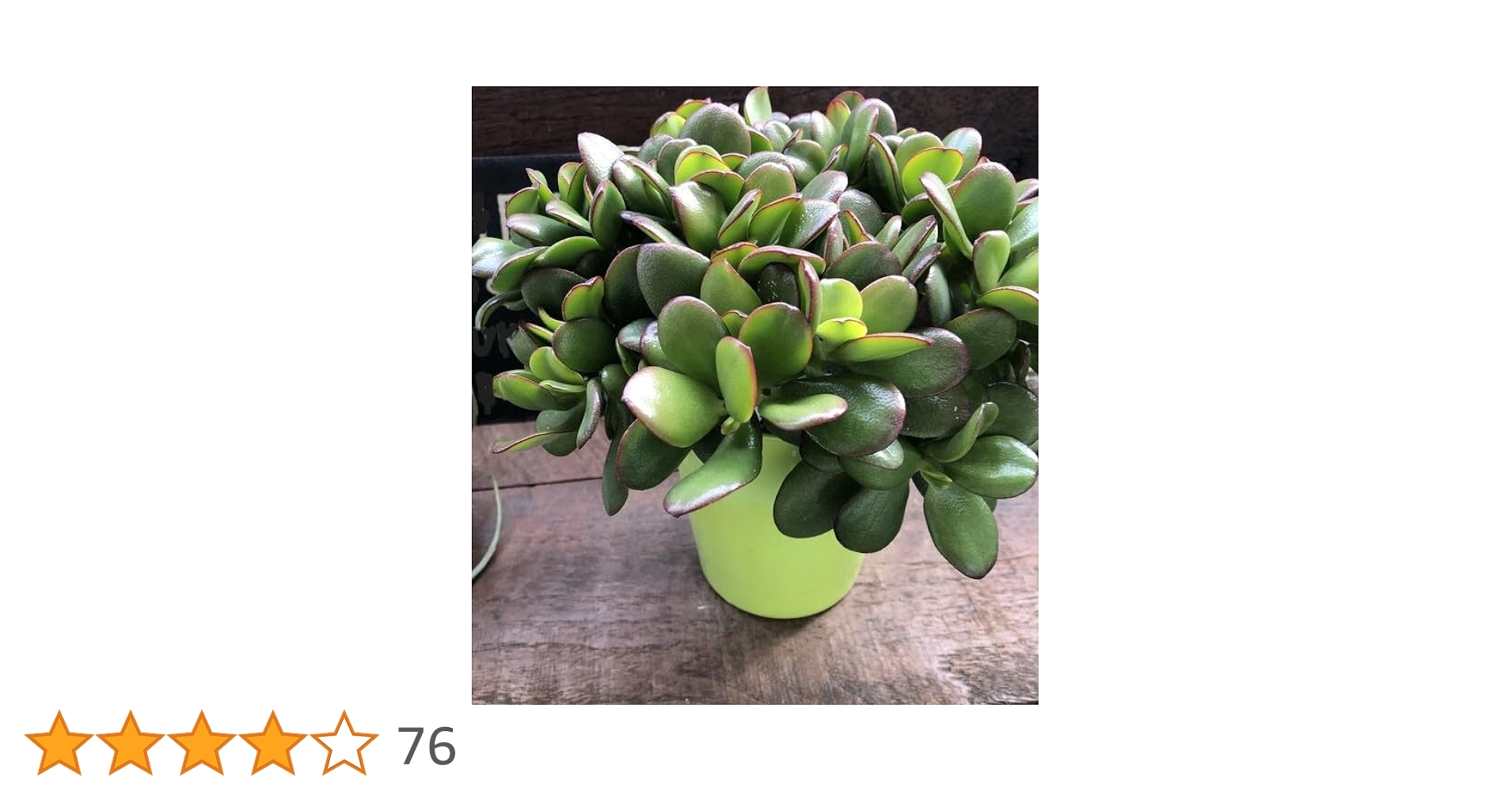 Amazon｜パリジェンヌ17 金のなる木 4号 花月 多肉植物 観葉植物