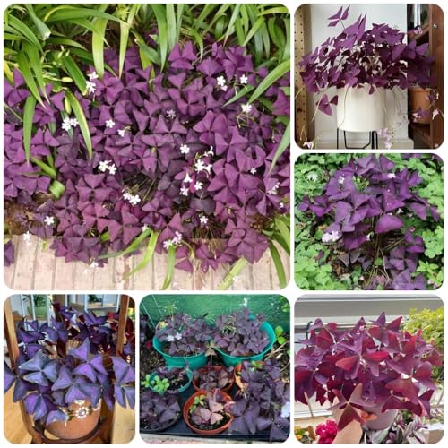 bulbos Oxalis triangularis, resistentes de exterior Decoración de jardín para exteriores productos sostenibles decoración resistentes en regalos para 5pcs