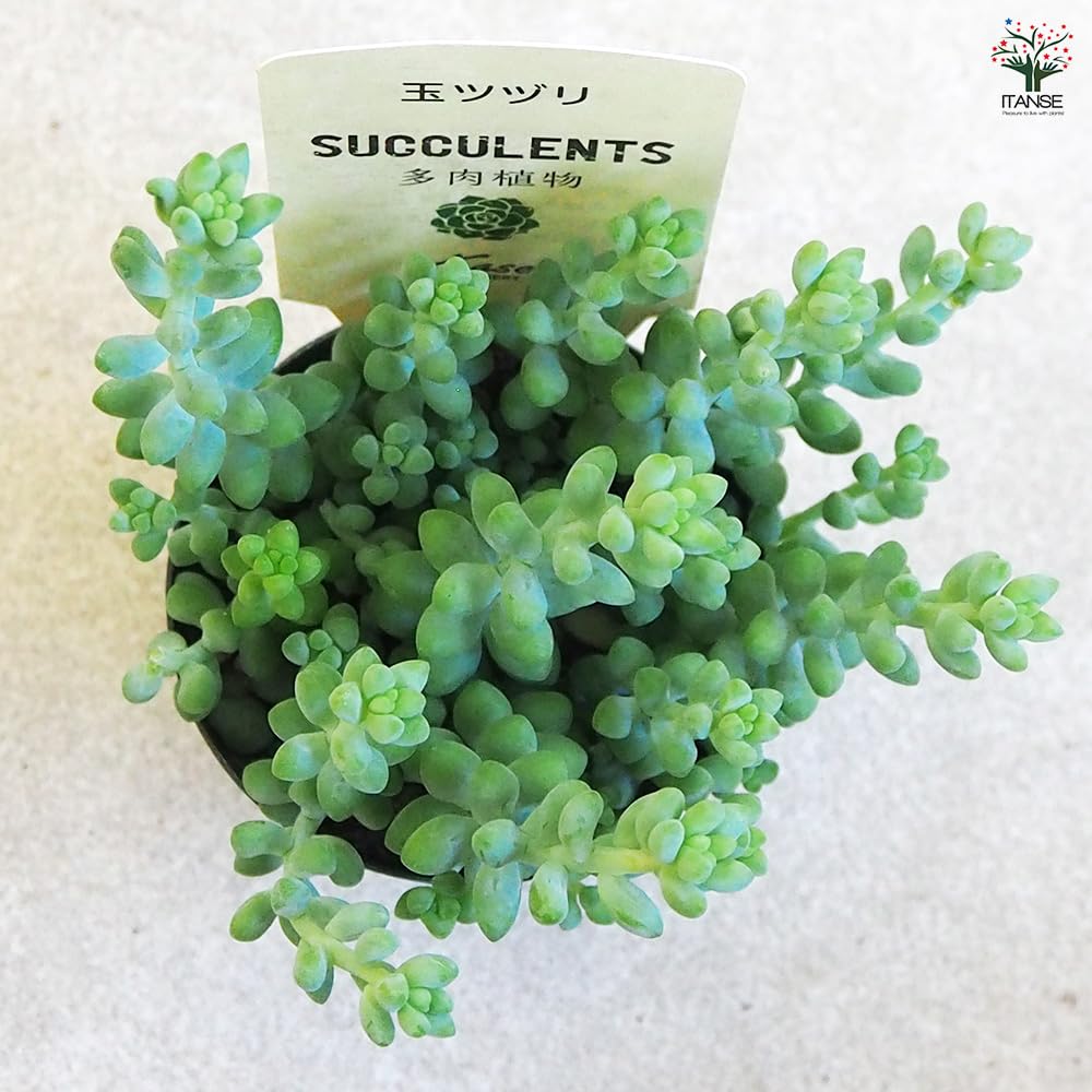Amazon.co.jp: ITANSE 多肉植物 玉ツヅリ 2.5号 1個売り【品種で
