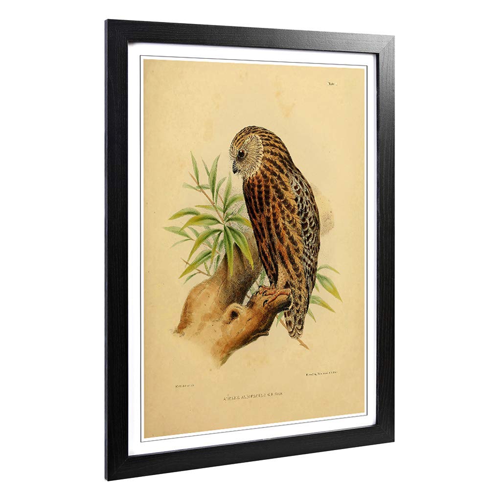 Big Box Art Framed Print of Vintage Joseph Wolf Laughing Owl Design | Wall Art Picture | Home Decor for Kitchen, Living Room, Bedroom, Hallway, Black, A2 / 24.5x18 Inch / 62x45cm