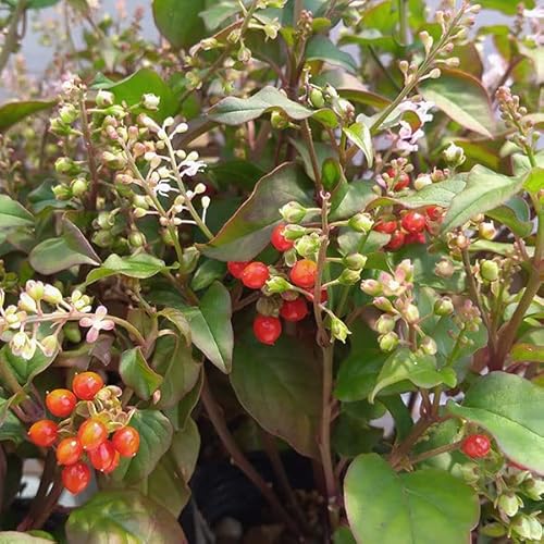 ジュズサンゴ（数珠珊瑚・ルージュプランツ）：赤実3.5号 2株セット[次々と花を咲かせ晩秋まで実が成る]のサムネイル