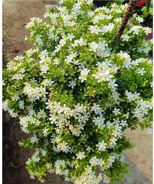 Madhu Kamini Dwarf Flower Plant – Live Fragrant Plant for Home Garden, Balcony, Outdoor/Indoor Use – Easy to Grow & Maintain – Air Purifying – Natural Live Plant in Polybag