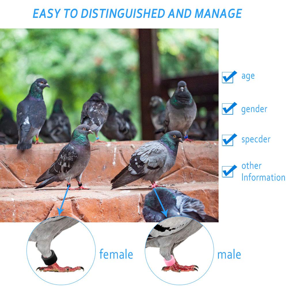 200 Stück Vogelfußringe 8mm - Clip Ringe Für Tauben, Hühner & Papageien In Verschiedenen Farben