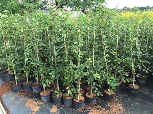 Hainbuche carpinus betulus, Buchenhecke topfgewachsen 80-100cm
