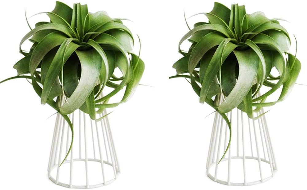 Pack of 2 Air Plant Tillandsia Base Large Tillandsia Air Plant Holder Metal Indoor Tabletop Big Streptophylla Air Plant Stands Tillandsia Plant Racks Large Xerographica Air Plant Stand