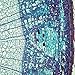 Cork Cells, c.s., 12 m Microscope Slide