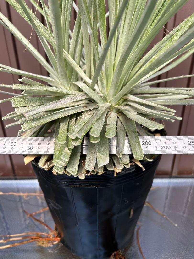 プヤ　セルーレア　３ヘッド プヤ セルーレアM 3ヘッド 細葉タイプ 種子] プヤ セルーレア