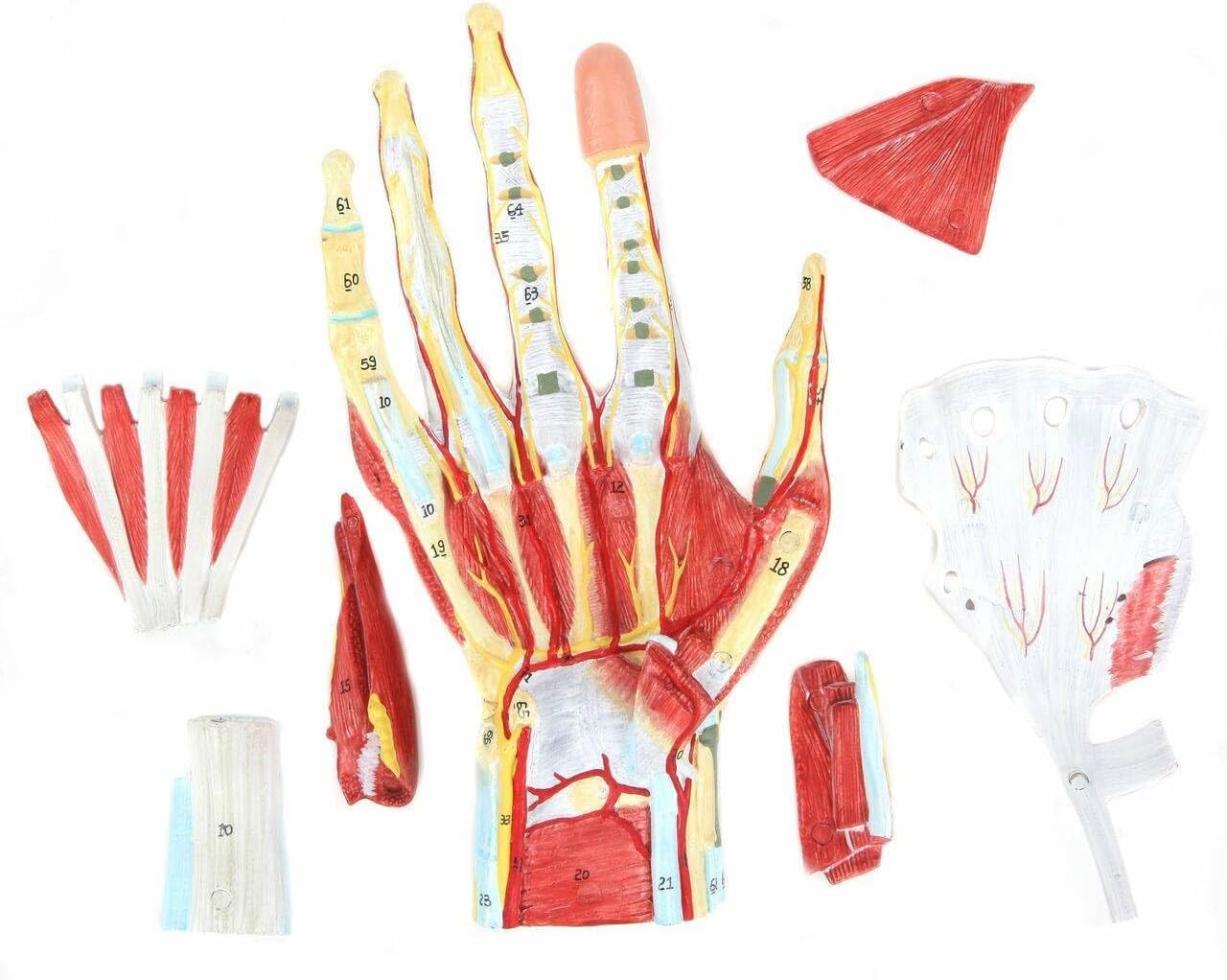 Anatomiczny model szkieletu dłoni z kośćmi, mięśniami, nerwami, naczyniami krwionośnymi - naturalnej wielkości, 7 części do studiów medycznych i klasy - łatwy montaż