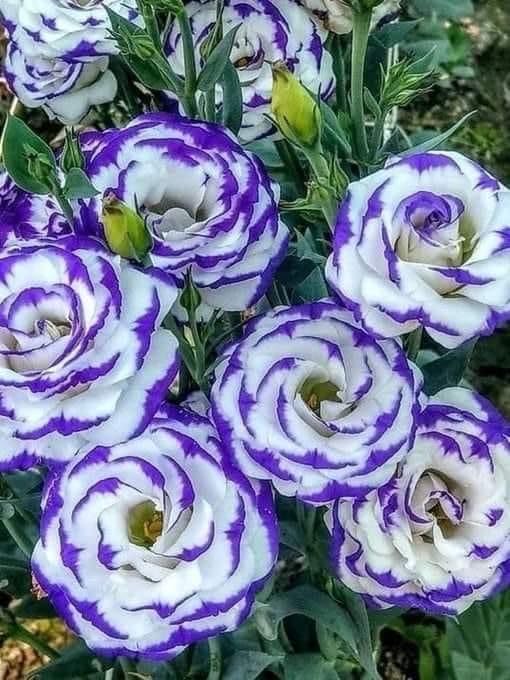Lisianthus Flower Seeds for Home and Gardening Pack of 40 to 50 seeds (PURPLE BORDER WITH WHITE)