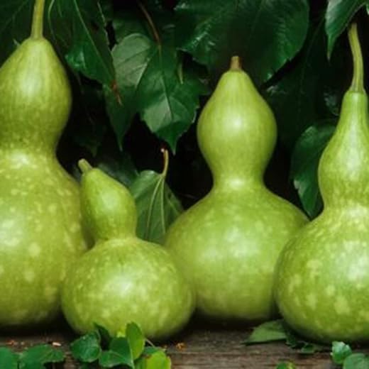 Haloppe 10 Pz Semi di Cucurbita Gigante per la Piantagione del Giardino di Casa, Semi di Cucurbita Gigante Bottiglia di Zucca Naturale Annuale Semi di Calabash per Giardino Semi di Cucurbitacee