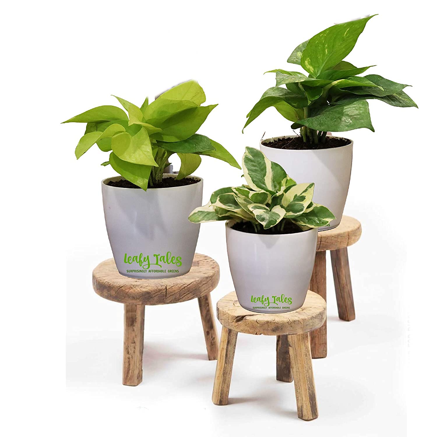 Leafy Tales Set of 3 Money Plant Combo- Green Money Plant, Golden Money Plant & White Money Plant in White Plastic Pot (B09C3GDRLG) Amazon Price History, Amazon Price Tracker