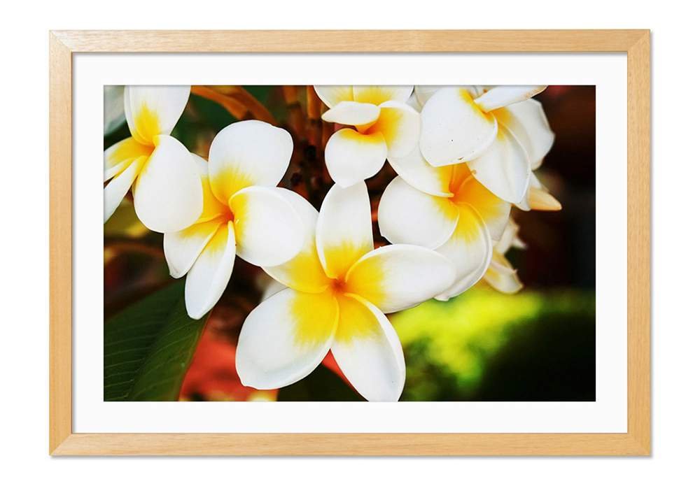 プルメリアの絵画 木製フレーム プルメリアの絵画 木製フレーム 【公式通販】