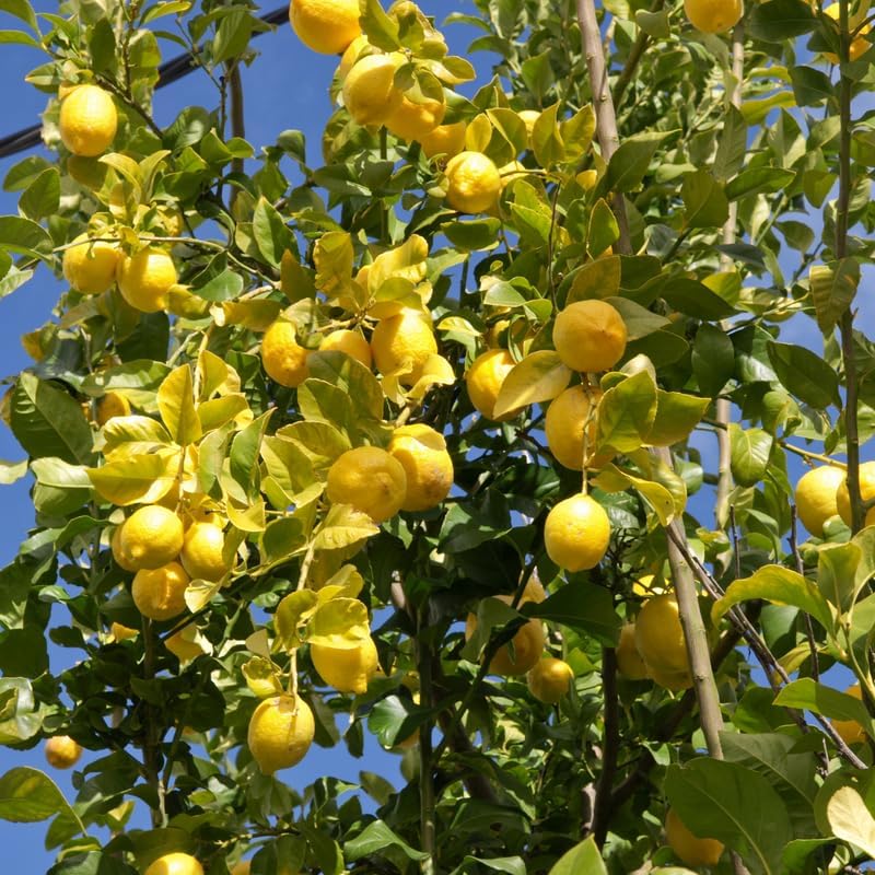 Miniatura 3 de Limonero enano Meyer, árbol de limón Meyer que vive de 5 a 9 pulgadas de alto en maceta de medio galón para plantar