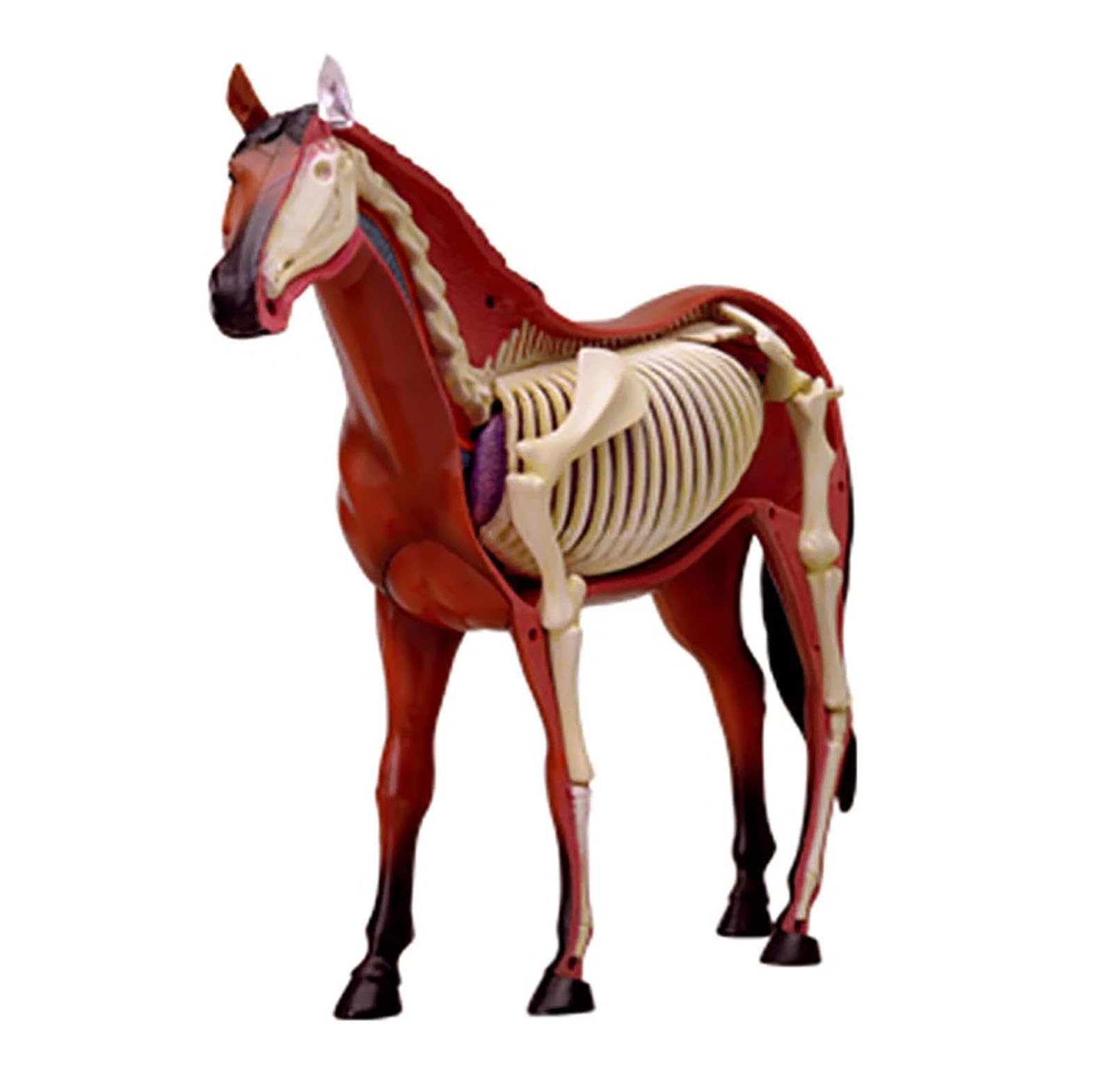 4D Caballo Anatomía Modelo - Animal Esqueleto Espécimen, Biología Desmontable, 26 Piezas para la Clínica de Mascotas Veterinaria FormaciónEscuela de Enseñanza Demostración