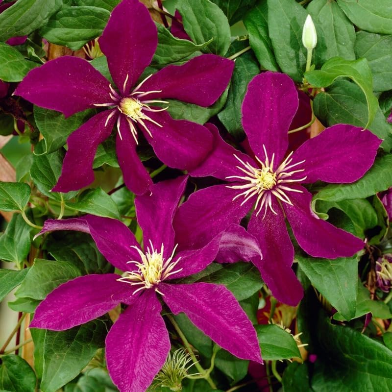 Deep Red Clematis Vine Plant Live for Planting, Fragrant Clematis Plant Live in 2.5 Inches Pot, Clematis Flowers Perennial