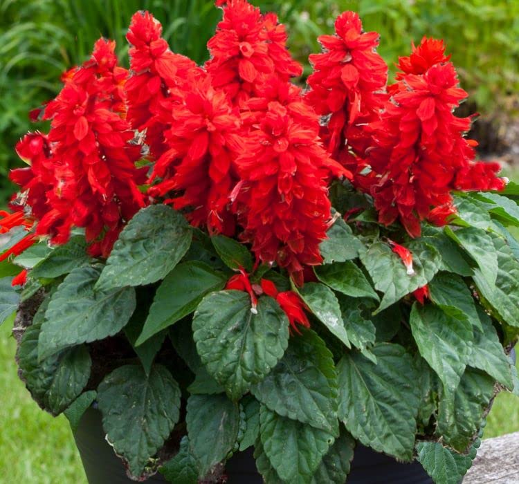 megcito Kırmızı Ateş Çiçeği - Salvia F1 Tohumu (30 Tohum)