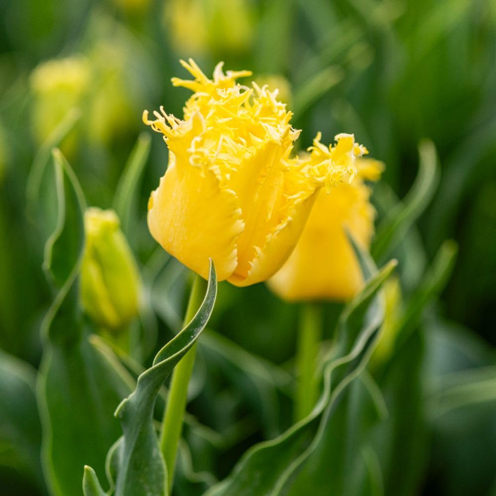 Tulip ‘Sunny Time’ – Hardy Perennial Fringed Yellow Spring Bulbs for Vibrant Garden Displays, 8 Bulbs, By Thompson & Morgan