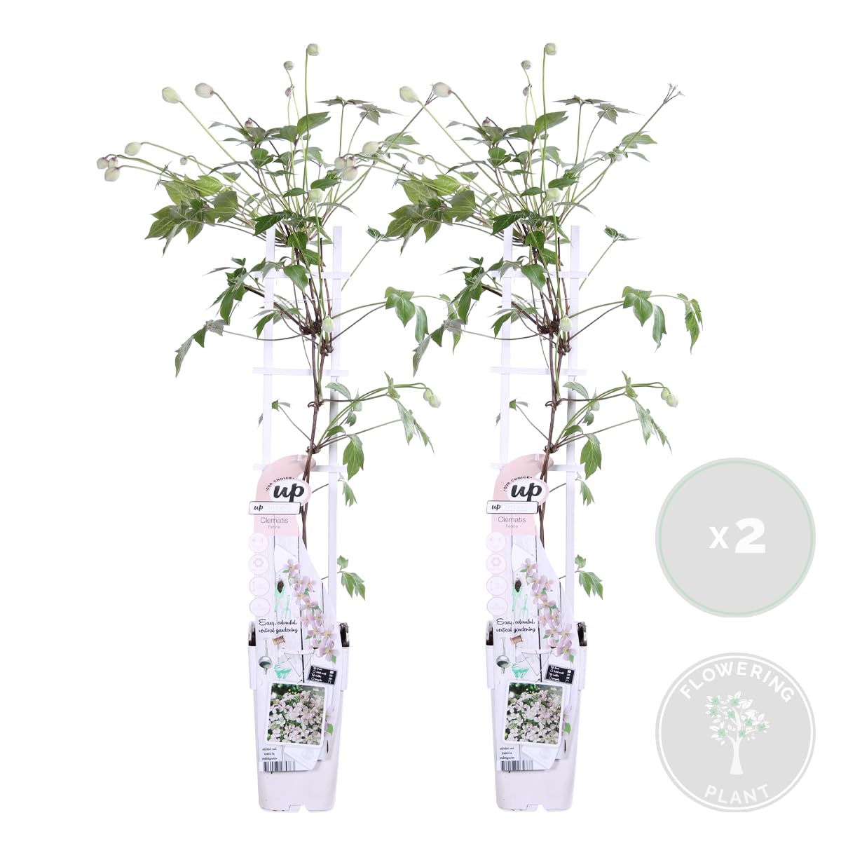 Bloomique - Lot de 2 - Clematis montana 'Tetrarose' - Clématite rose - Plantes grimpantes - Plantes de jardin - Rustiques - Hauteur 50-70 cm - Pot 15 cm