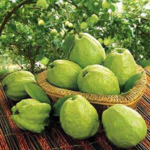 Semi di mela guava (Psidium guajava) biologici e freschi al 100% | Sela Seeds