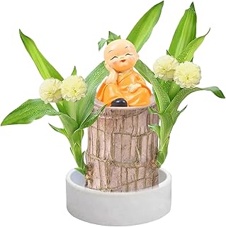 Generisch Brasilianisches Glücksholz, Glücksholz Pflanze Holzpflanze, Brasilianische Hydroponische Topfpflanzenstumpf-Minipflanze, Hydrokulturpflanze Aus Brasilianischem Holzdekor