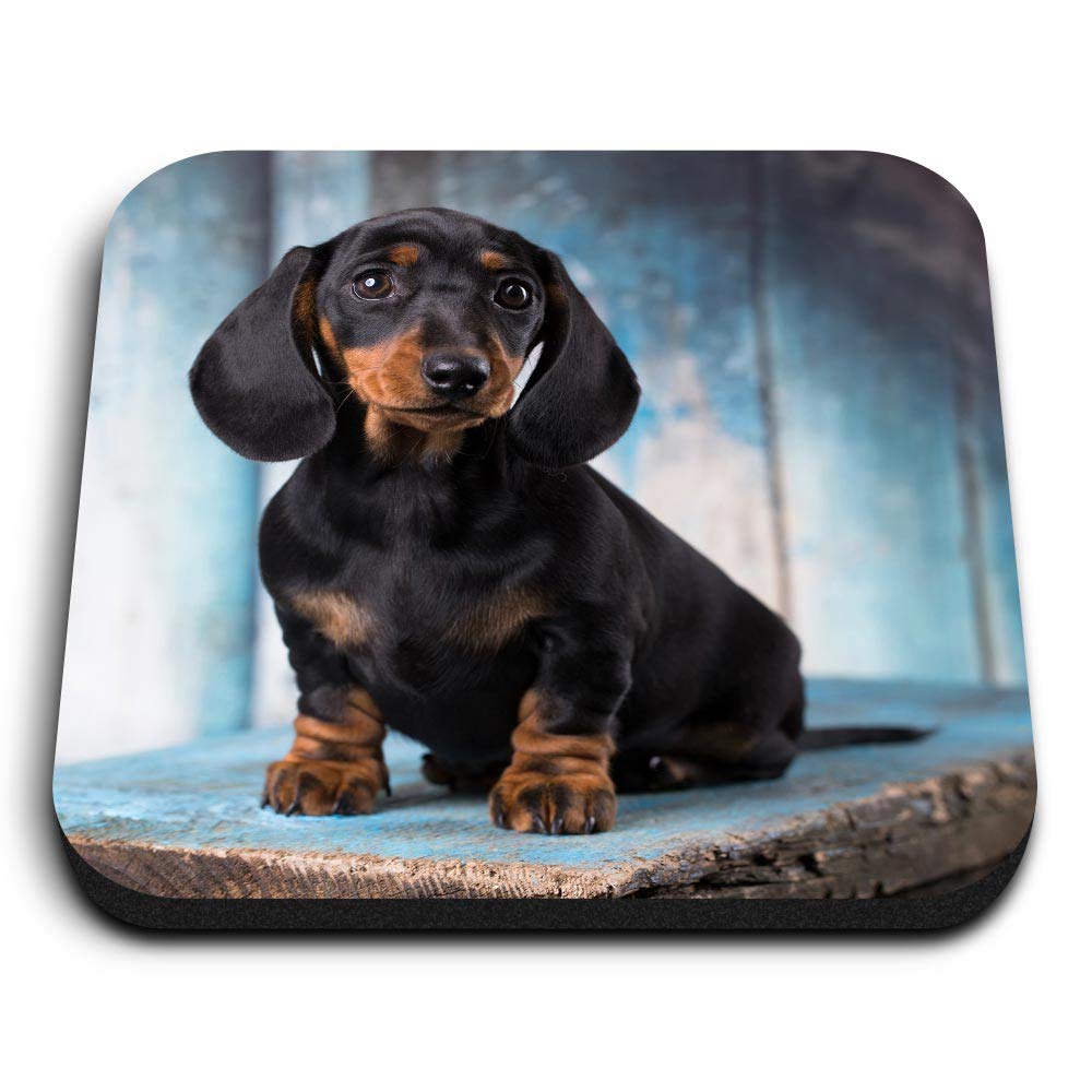 1 x Square MDF Fridge Magnet - Sausage Dog Dachshund Puppy 16342