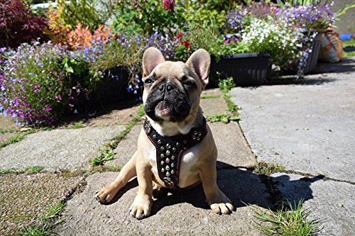 Bestia Studded Leather Harness. French Bulldog Size. 100% Leather. Handmade In Europe #TOP3