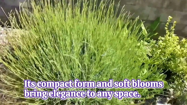 Amazon.com : 2 Purple Lavender Plants Live, Live Lavender Plant Indoor  Outdoor, 2-4" Live Lavender Plug, Lavender Plants Live, Edible Herb :  Patio, Lawn & Garden