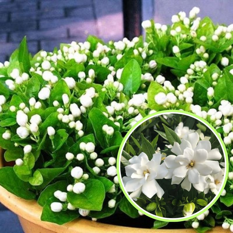 Amazon.com : 2 Frostproof Jasmine Plants Live, Climbing Jasmine