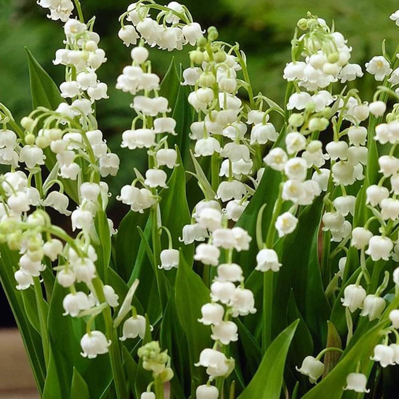 6 Lily of the Valley Plants Live Lily of the Valley Flower Plant Sweet Fragrant Blooms for Garden Beds and Borders 4-7 Inch Tall Bareroot Plants