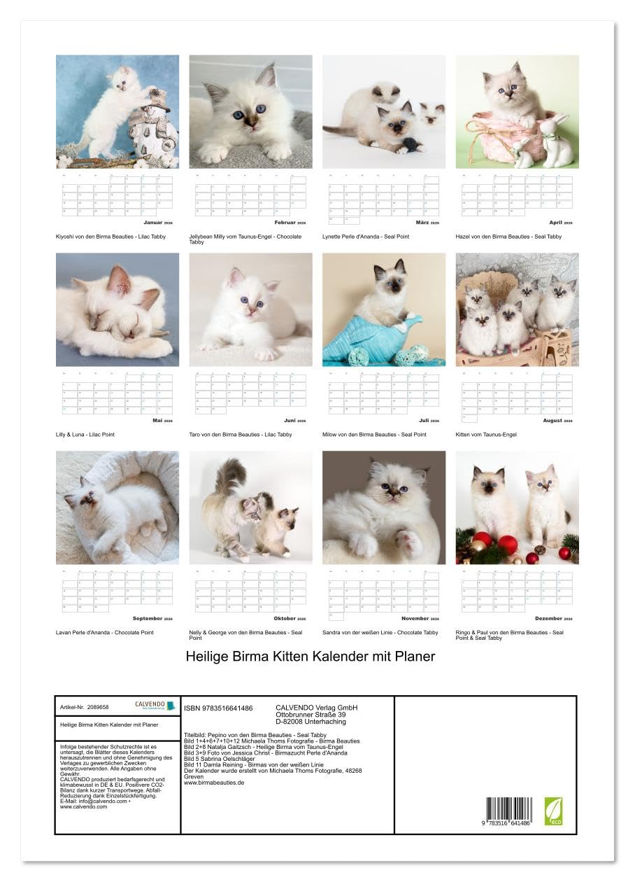 Heilige Birma Kitten Kalender mit Planer (Wandkalender 2026 DIN A2 hoch), CALVENDO Monatskalender: Niedliche Fotografien verspielter Katzenkinder. (CALVENDO Tiere)