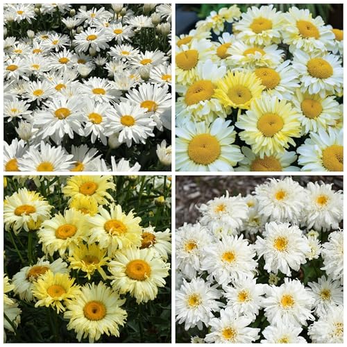 5000+ Chrysanthemum Shasta Daisy Seeds for Planting - Non-GMO Heirloom Shasta Daisy Seeds