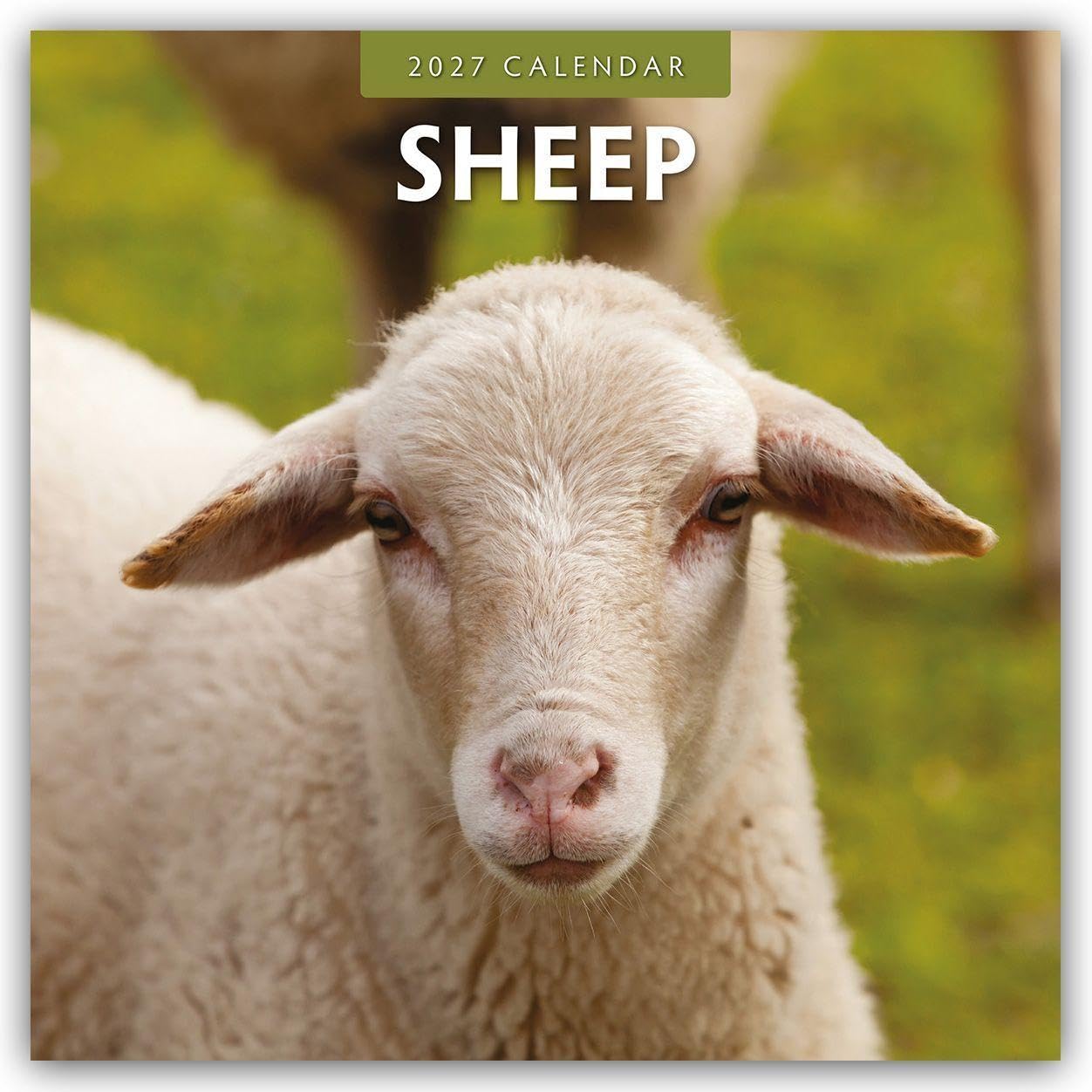 Sheep 2027 Square Wall Calendar: Original Red Robin Publishing Ltd-Kalender [Mehrsprachig] [Kalender]