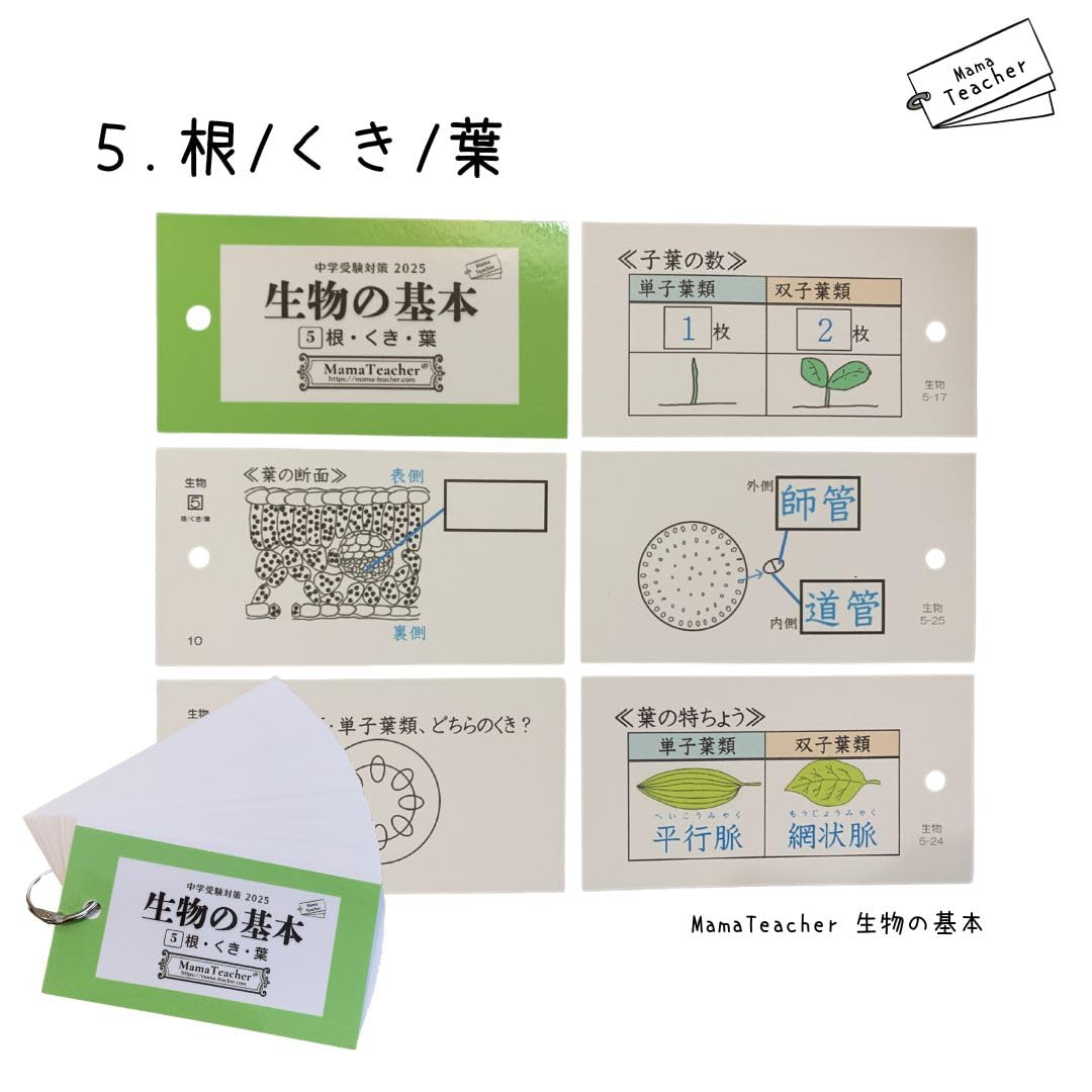 Mama teacher 生物の基本　中学受験　単語カード Mama teacher 生物の基本 中学受験 単語カード Amazon.co.jp