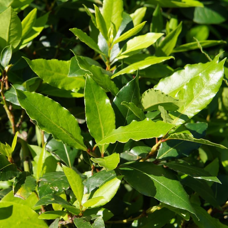 Miniatura 2 de Planta de hoja de laurel, de 10 a 12 pulgadas de alto, árbol de hoja de laurel, planta viva para jardín interior y exterior, maceta de 4 pulgadas